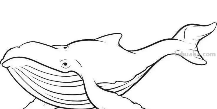 海洋动物简笔画高清线稿，终于会画鲸鱼，鲨鱼，海豚了