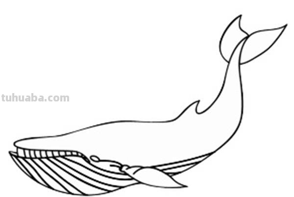 宝宝都是小画家：超容易简笔画傻瓜教程海洋生物篇（图）