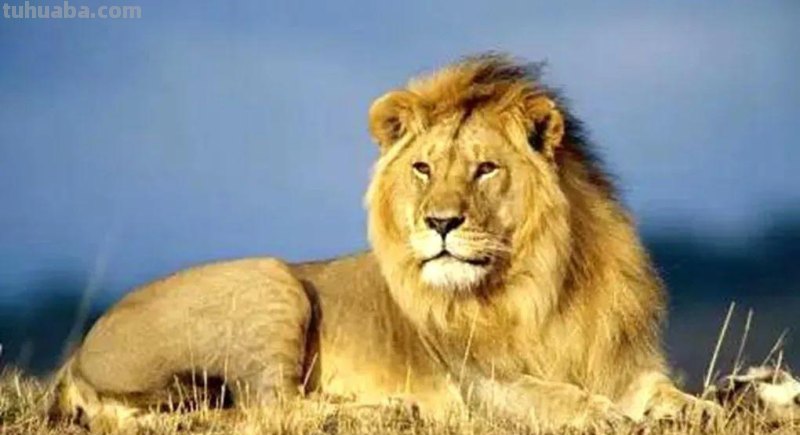 用线描的方式画狮子简笔画，掌握画画技巧和兴趣爱好