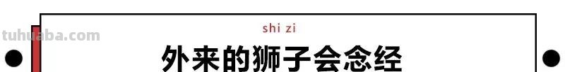 来撸会念经的“大猫”？