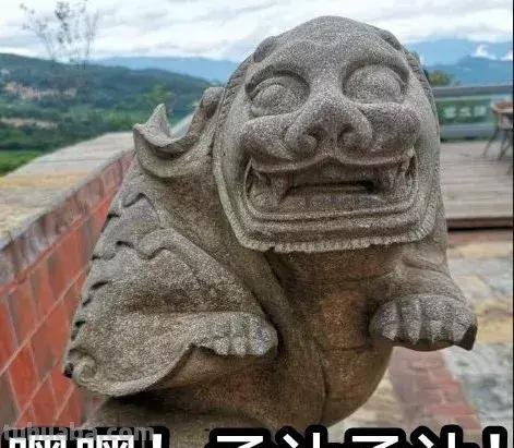 来撸会念经的“大猫”？