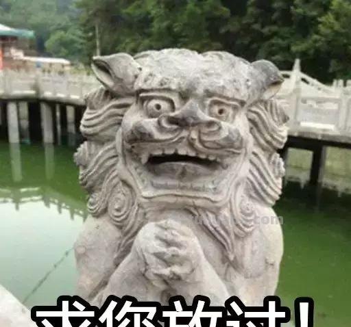来撸会念经的“大猫”？
