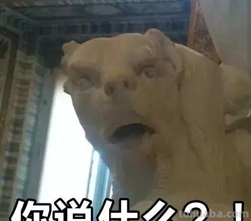 来撸会念经的“大猫”？