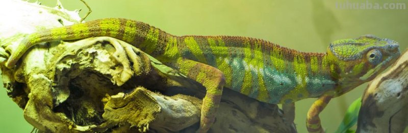 儿童简笔画精选-用数字 “9” 画变色龙（Chameleon）