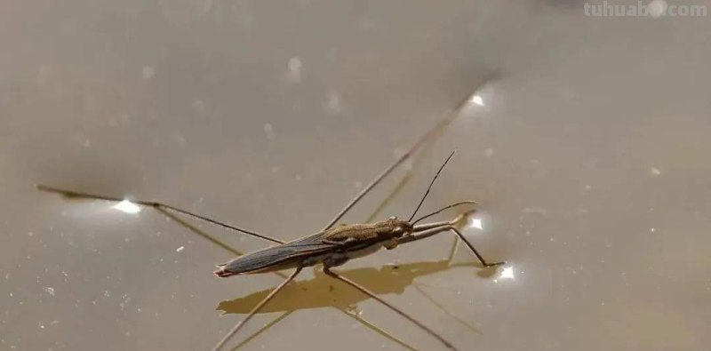 水黾（俗称打香油的）