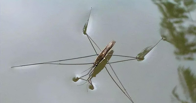 水黾（俗称打香油的）