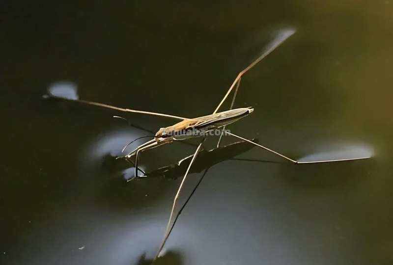 水黾（俗称打香油的）
