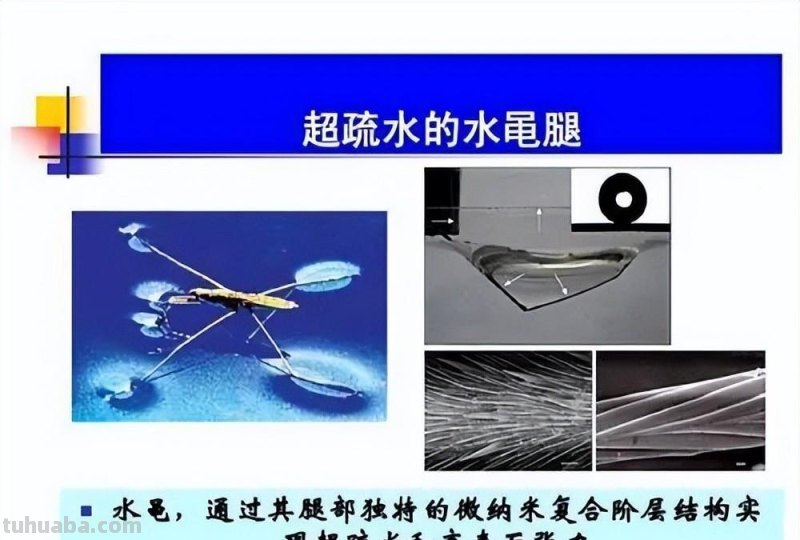 水黾（俗称打香油的）