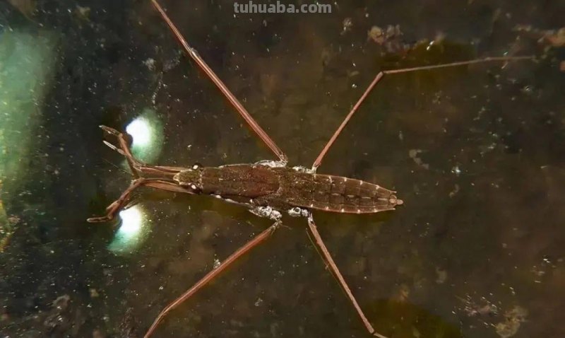 水黾（俗称打香油的）