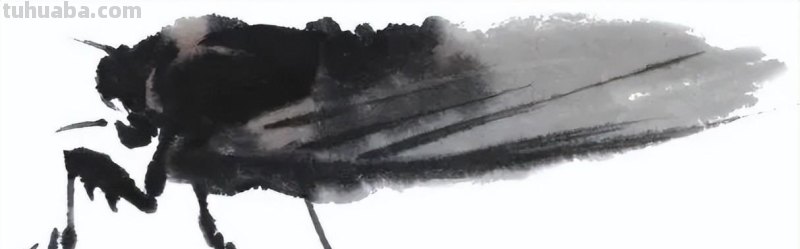 国画技法 - 国画入门之蝉的画法