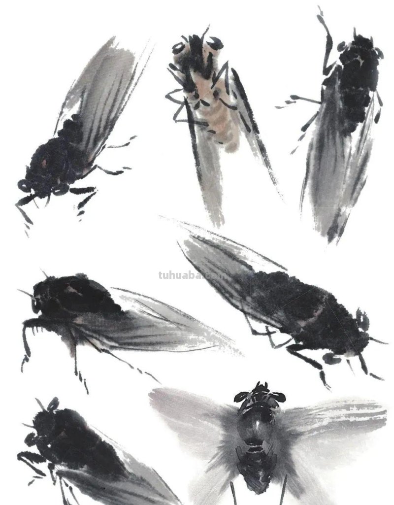 国画技法 - 国画入门之蝉的画法