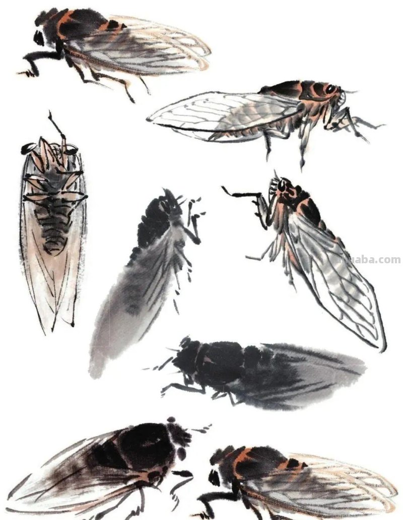 国画技法 - 国画入门之蝉的画法