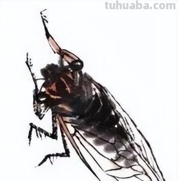 国画技法 - 国画入门之蝉的画法