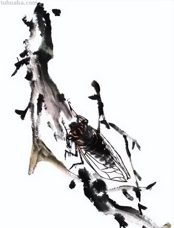 国画技法 - 国画入门之蝉的画法