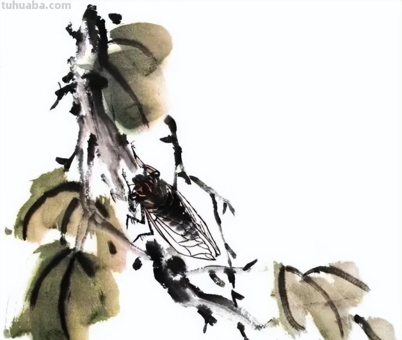 国画技法 - 国画入门之蝉的画法