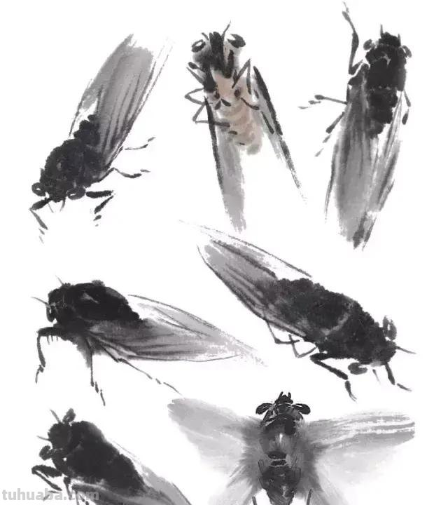 蝉的100副名家国画，画法详解