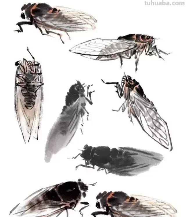 蝉的100副名家国画，画法详解