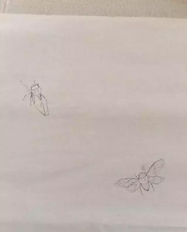 蝉的100副名家国画，画法详解