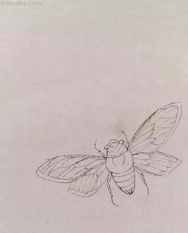 蝉的100副名家国画，画法详解