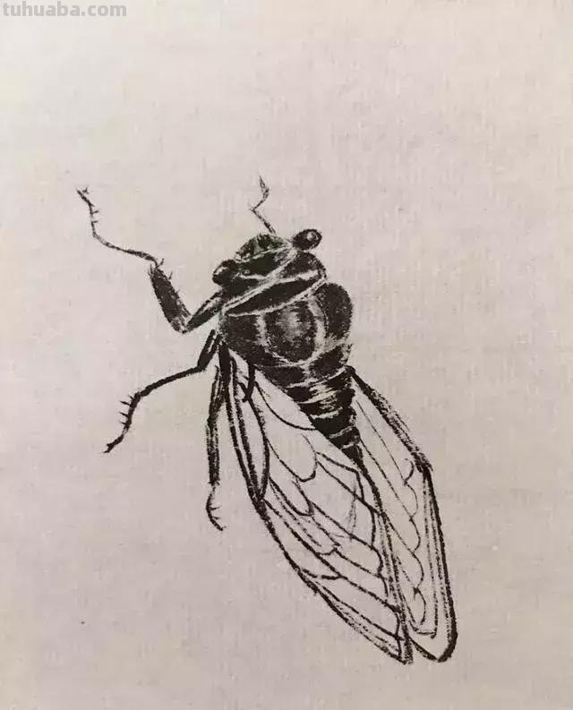 蝉的100副名家国画，画法详解