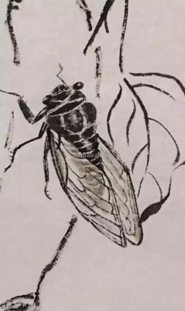 蝉的100副名家国画，画法详解