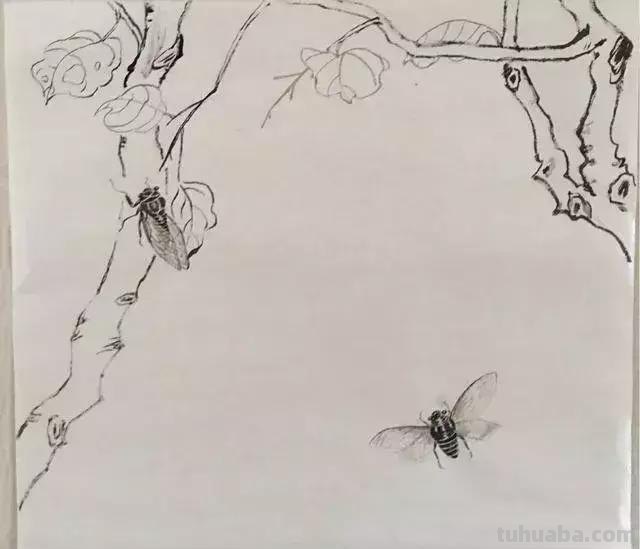 蝉的100副名家国画，画法详解