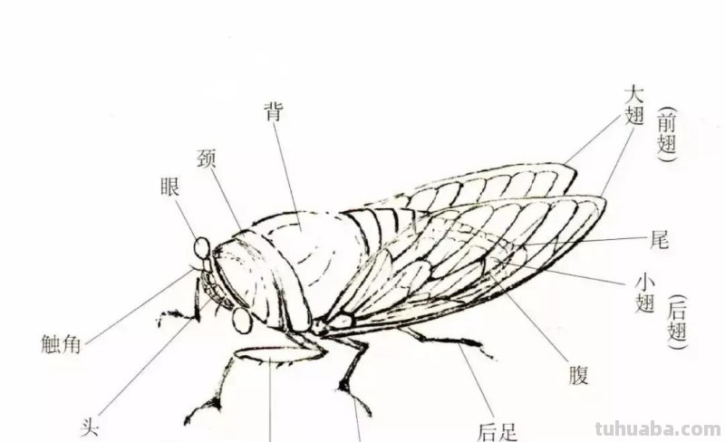 蝉的100副名家国画，画法详解