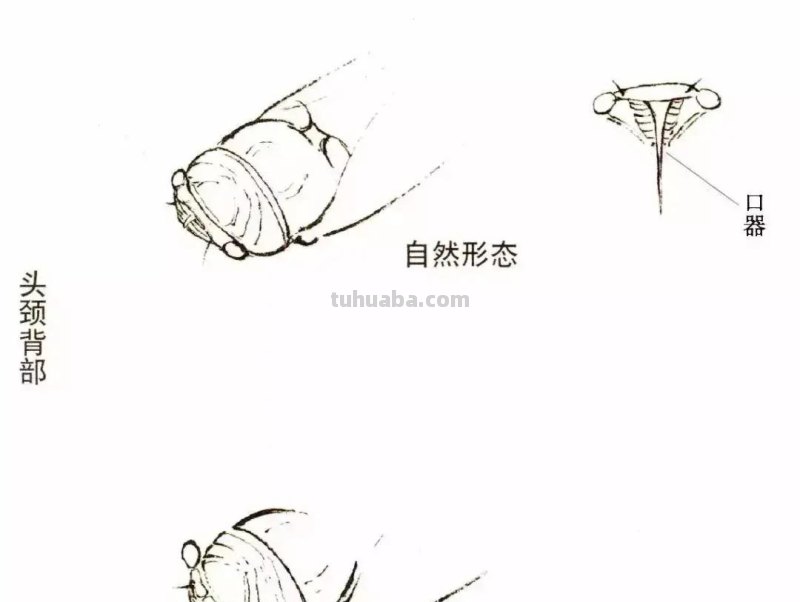 蝉的100副名家国画，画法详解