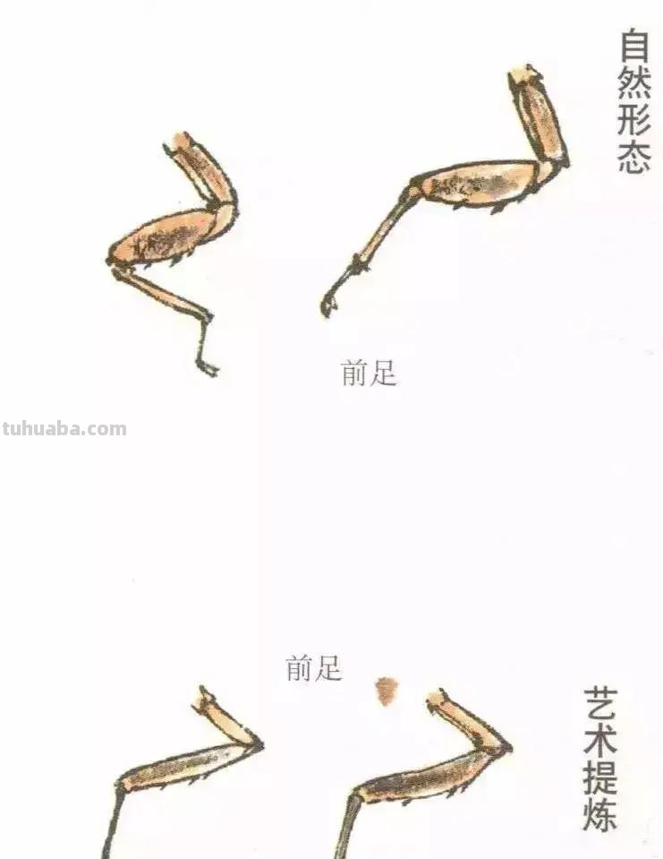 蝉的100副名家国画，画法详解