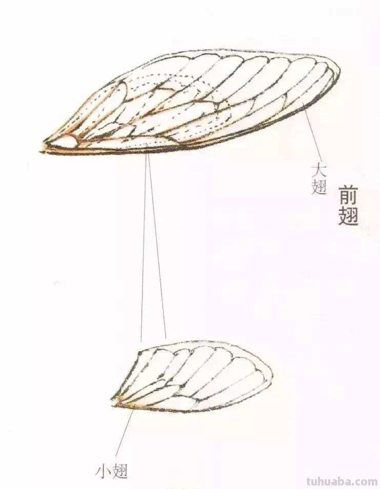 蝉的100副名家国画，画法详解