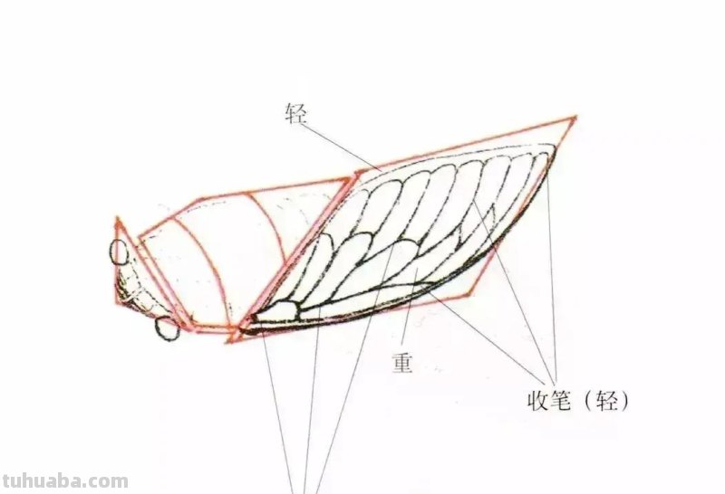 蝉的100副名家国画，画法详解