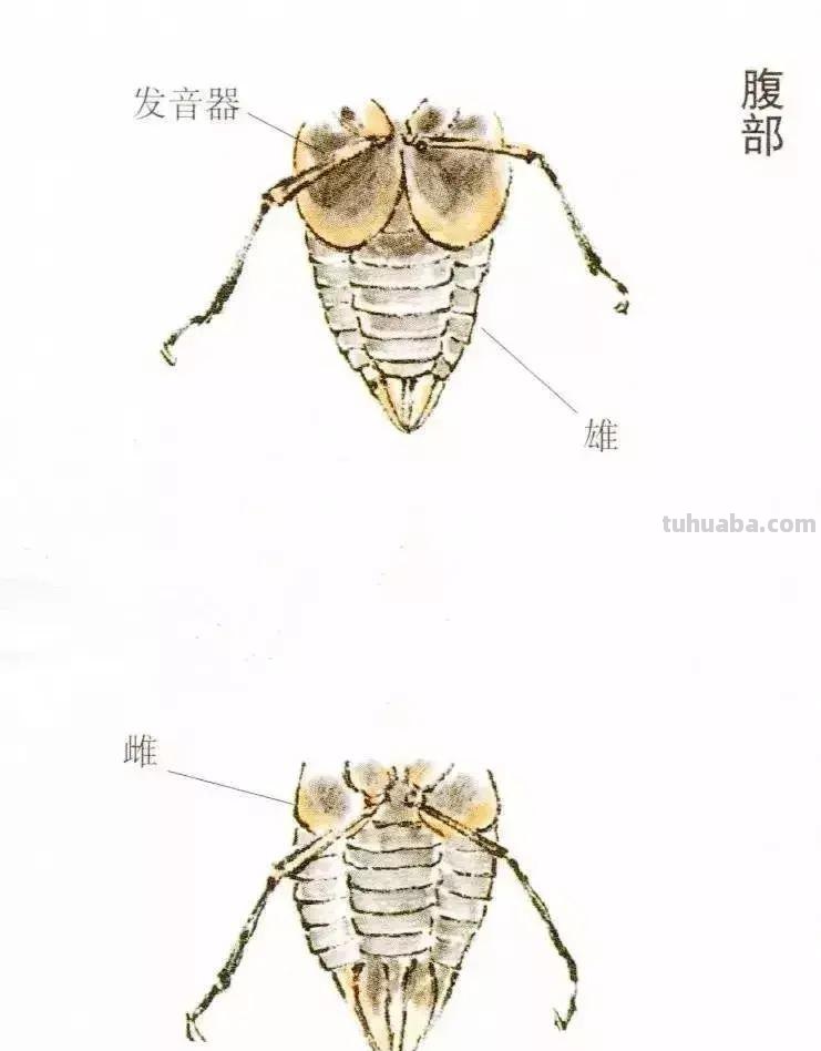 蝉的100副名家国画，画法详解