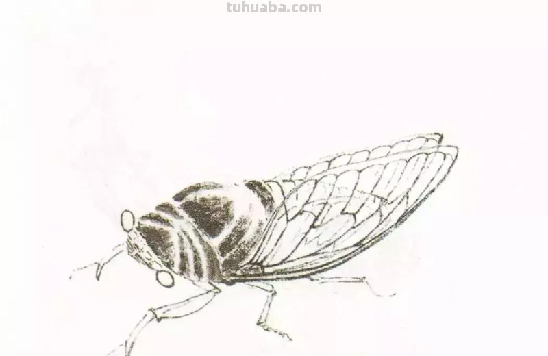 蝉的100副名家国画，画法详解
