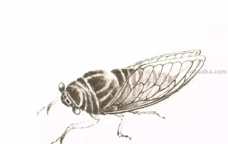 蝉的100副名家国画，画法详解