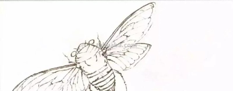 蝉的100副名家国画，画法详解