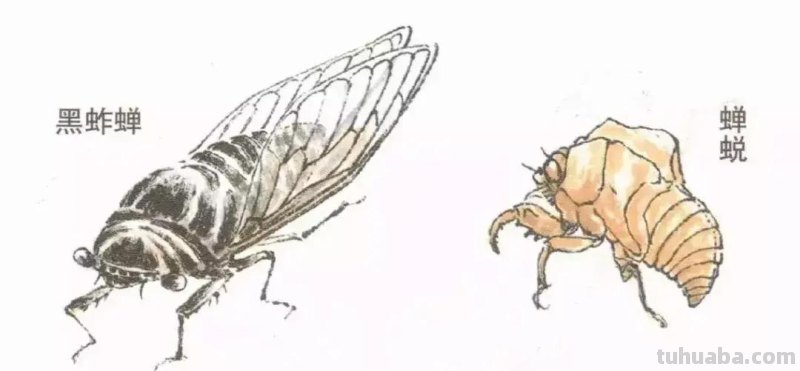 蝉的100副名家国画，画法详解