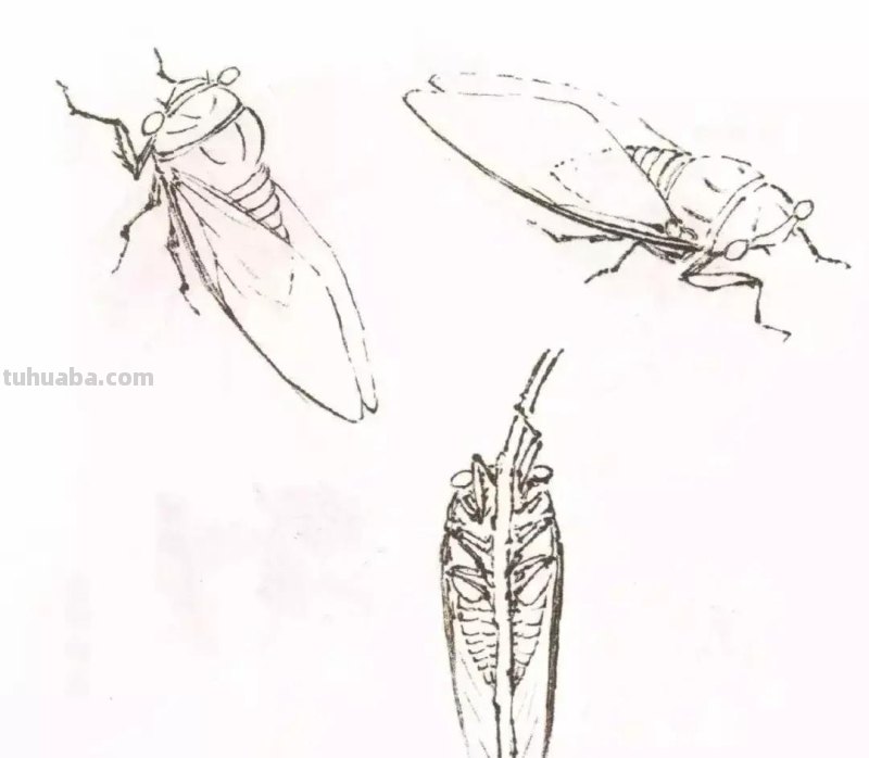 蝉的100副名家国画，画法详解