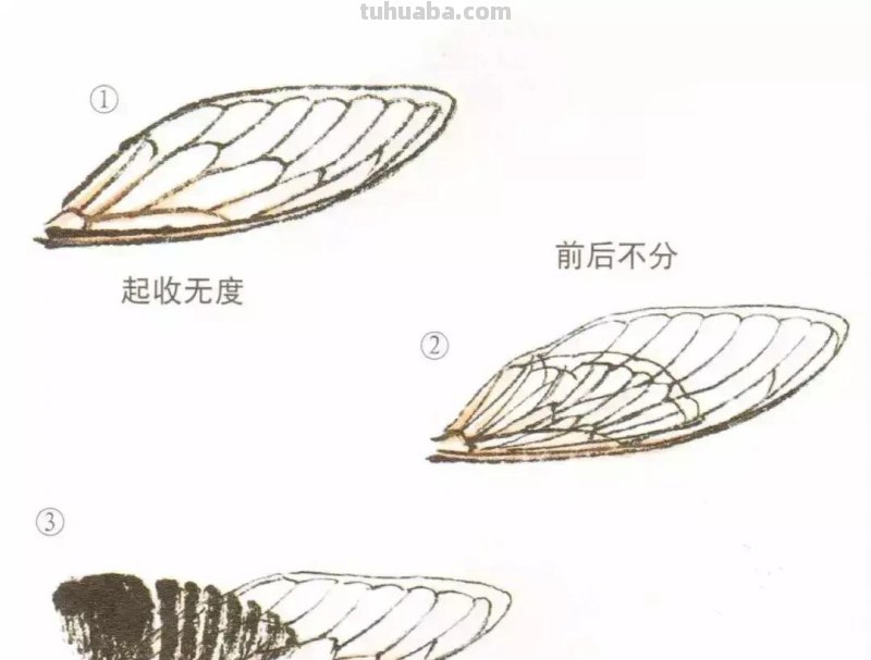 蝉的100副名家国画，画法详解