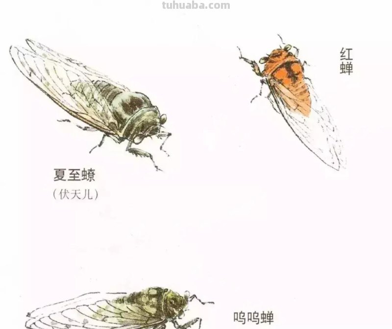 蝉的100副名家国画，画法详解