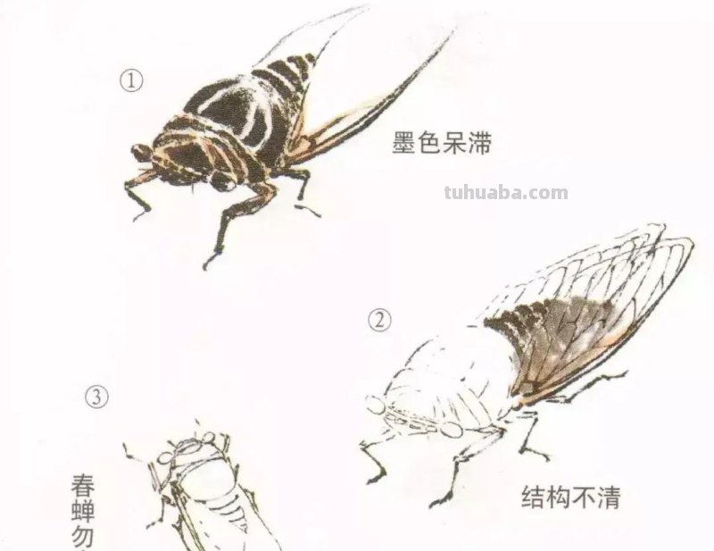 蝉的100副名家国画，画法详解