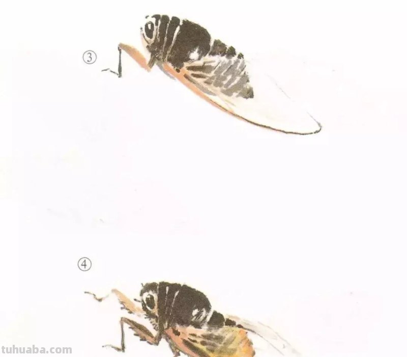 蝉的100副名家国画，画法详解