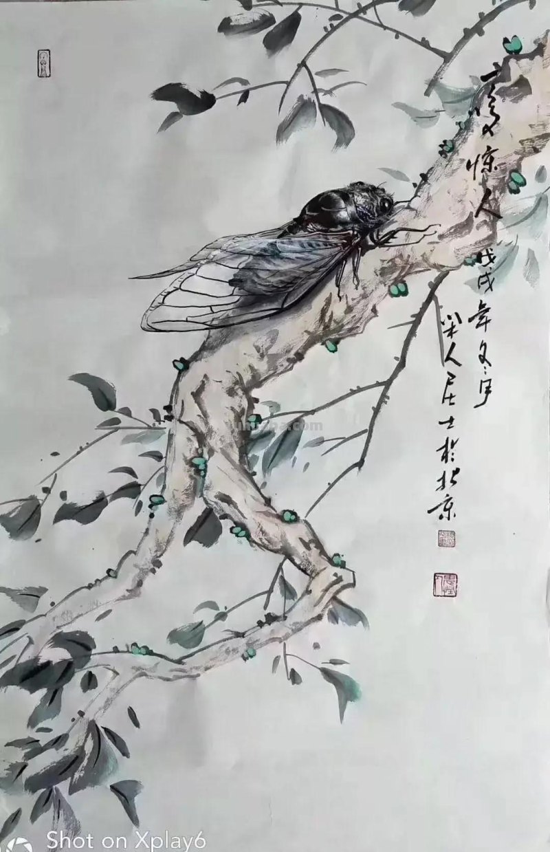 蝉的100副名家国画，画法详解