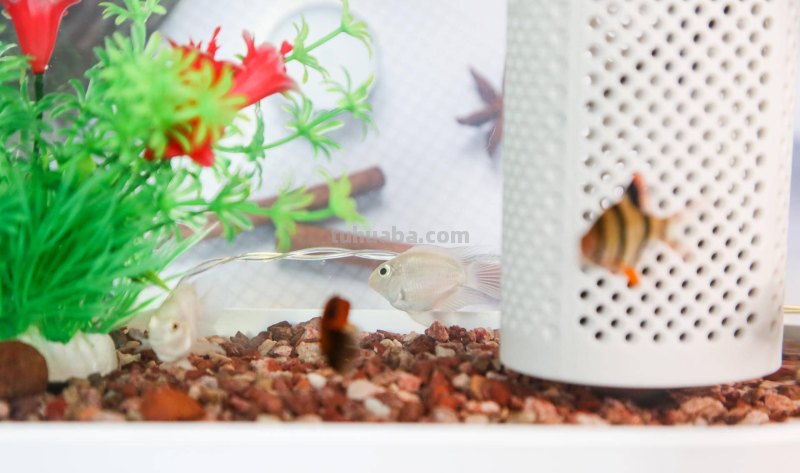 画法几何两栖生态鱼缸,智能养殖,双倍快乐 画法几何两栖生态鱼缸,智能养殖,双倍快乐