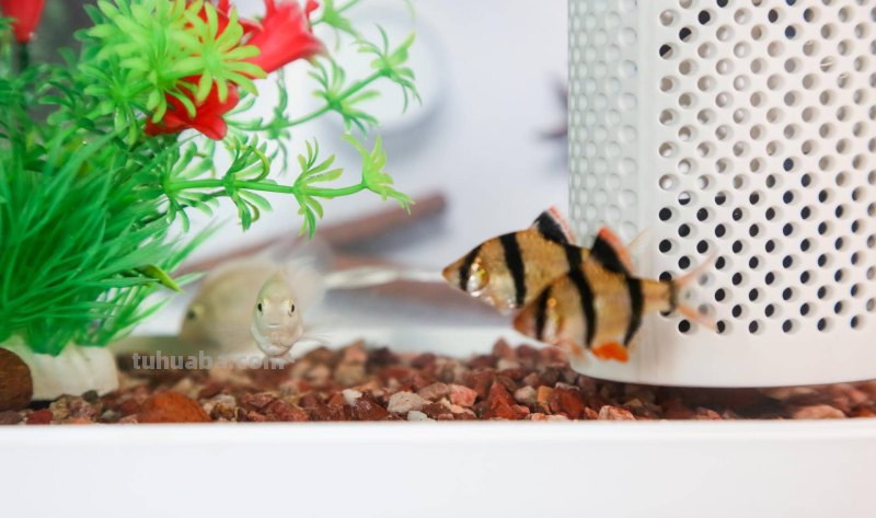 画法几何两栖生态鱼缸,智能养殖,双倍快乐 画法几何两栖生态鱼缸,智能养殖,双倍快乐