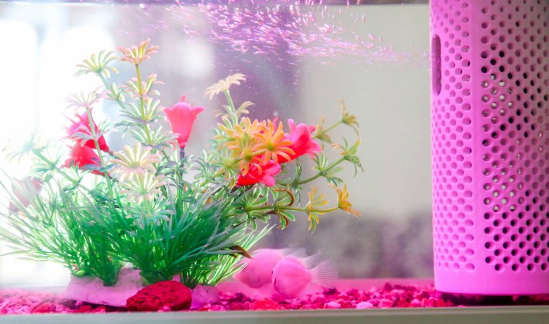 画法几何两栖生态鱼缸,智能养殖,双倍快乐 画法几何两栖生态鱼缸,智能养殖,双倍快乐