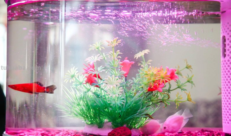 画法几何两栖生态鱼缸,智能养殖,双倍快乐 画法几何两栖生态鱼缸,智能养殖,双倍快乐