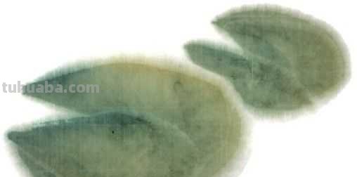 莲叶怎么画？不会上色？快来学习这几点画法，学会几分钟一幅画！