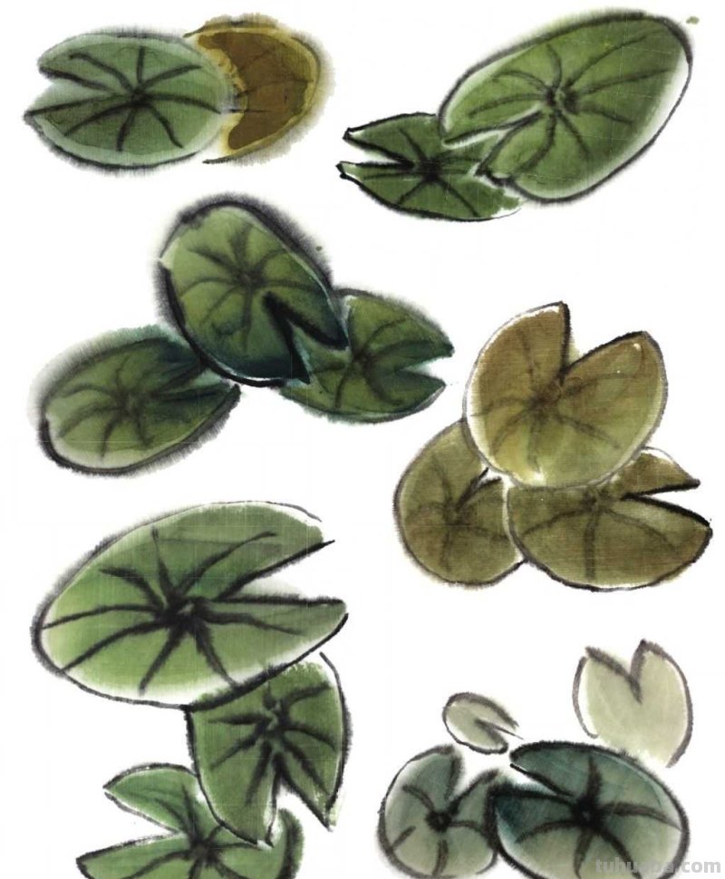 莲叶怎么画？不会上色？快来学习这几点画法，学会几分钟一幅画！