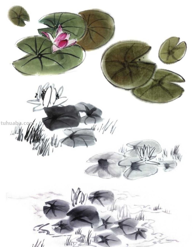 莲叶怎么画？不会上色？快来学习这几点画法，学会几分钟一幅画！