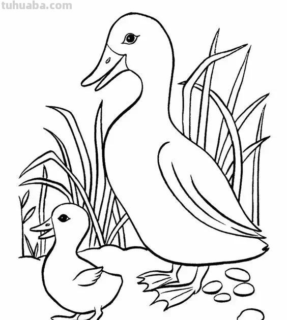 动物简笔画高清线稿，适合孩子画的简笔画